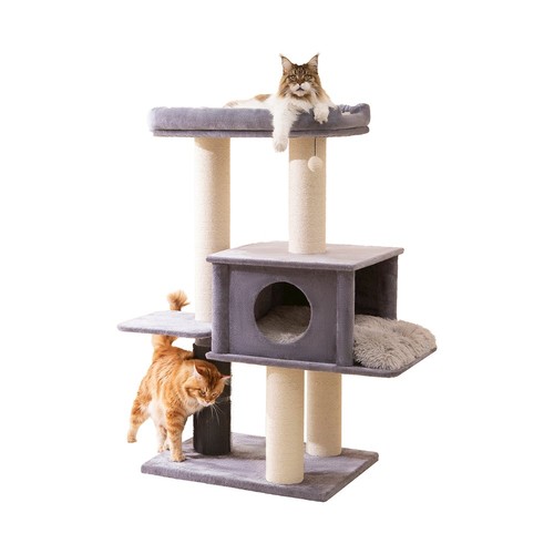 Grand maine coon level cat - coon,