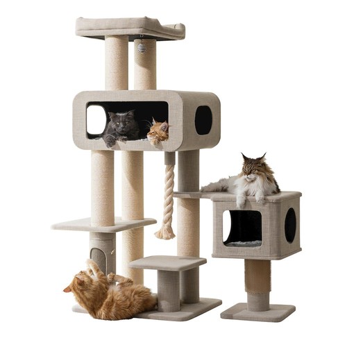 Grand maine coon cat - 71”,