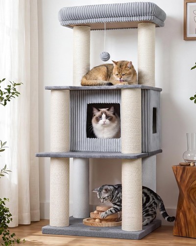 Maine coon cat - maine,