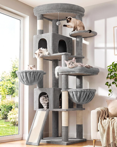 Maine coon corner cat - maine, tree